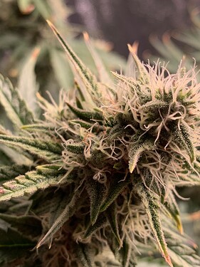 Growreport Bild 4