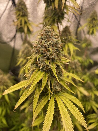 Growreport Bild 10