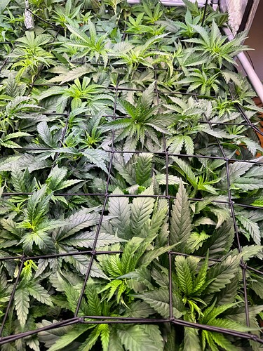 Growreport Bild 1