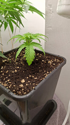 Growreport Bild 214
