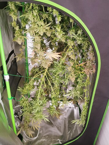 Growreport Bild 2