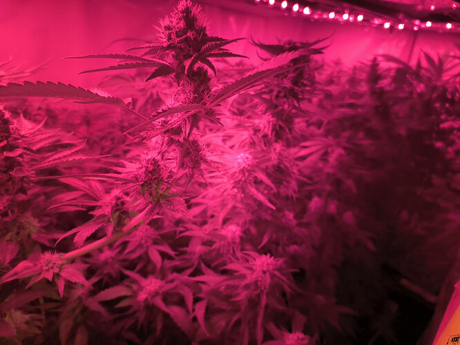 Growreport Bild 1