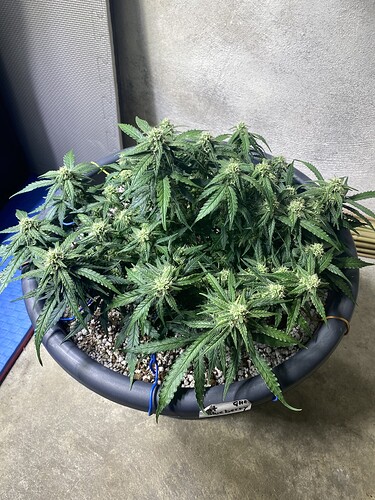 Growreport Bild 30