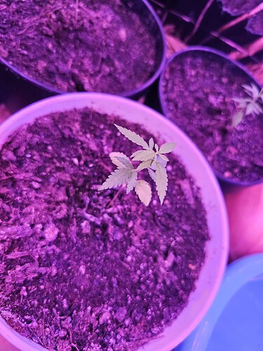 17261578276814796282091480635541