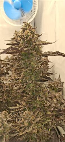 Growreport Bild 9