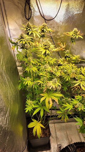 Growreport Bild 3