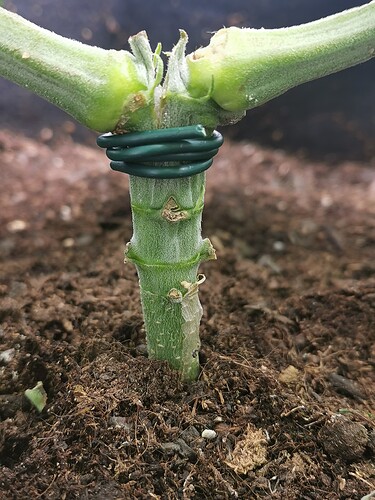 Growreport Bild 25