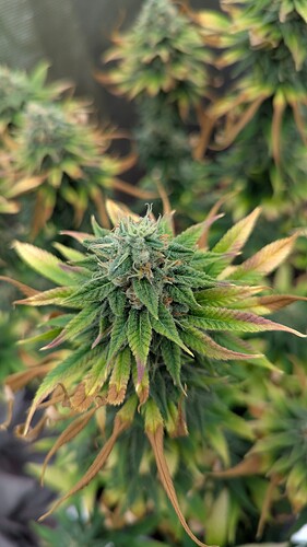 Growreport Bild 3
