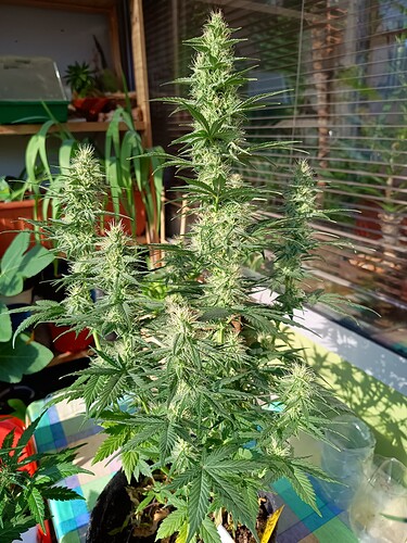 Growreport Bild 8