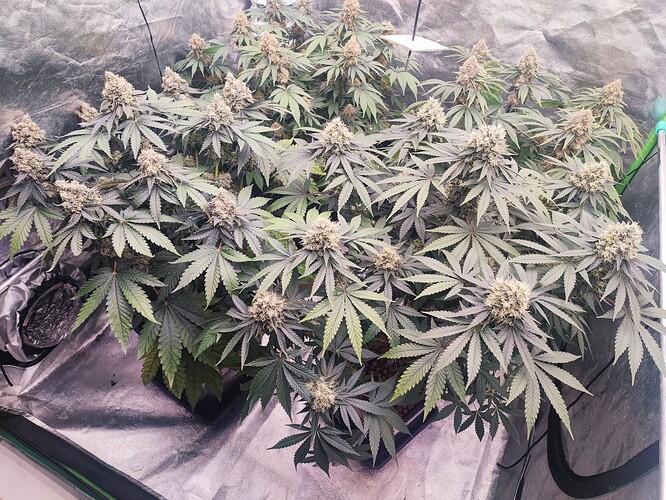 Growreport Bild 2