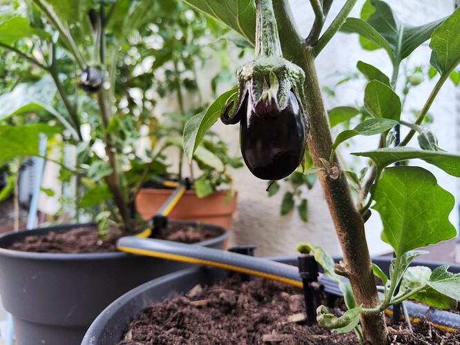 Growreport Bild 27
