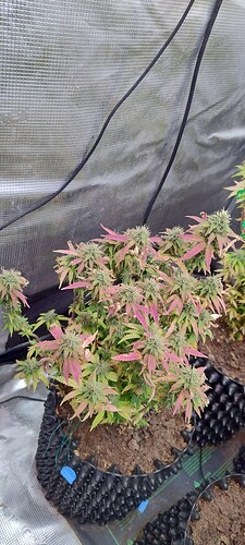 IMG_20251217_202822274_HDR