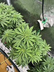 Growreport Bild 2