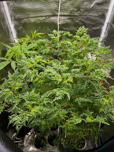 Threema_2026-03-28_10-32-13