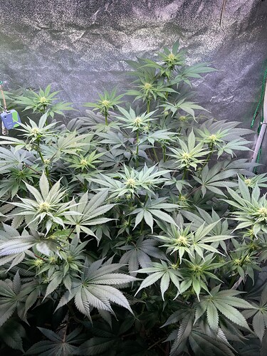 Growreport Bild 2