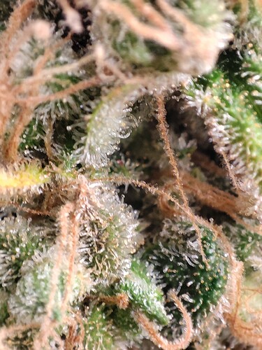 Growreport Bild 33