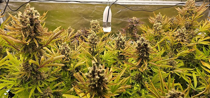 Growreport Bild 70