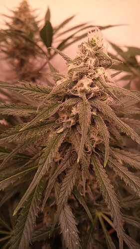 Growreport Bild 8