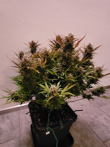 Growreport Bild 1
