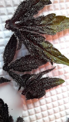 Growreport Bild 4