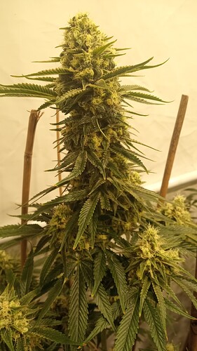 Growreport Bild 10