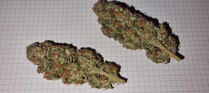 Growreport Bild 43
