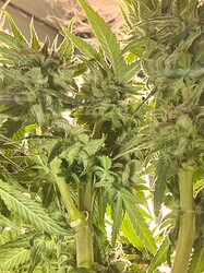 Growreport Bild 118
