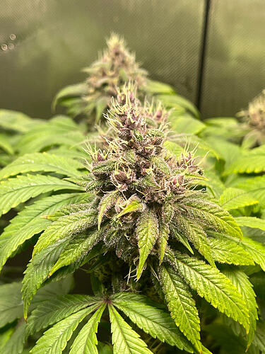 Growreport Bild 5