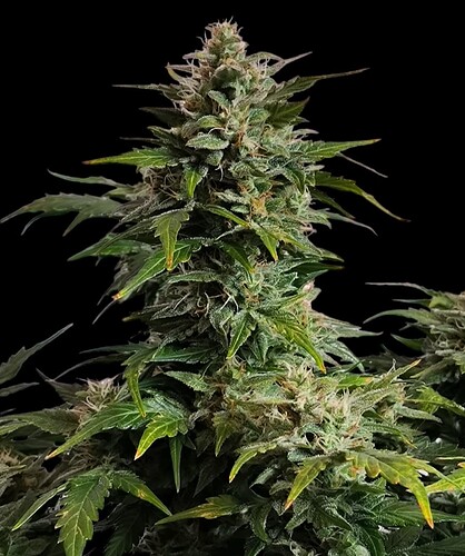 Growreport Bild 19