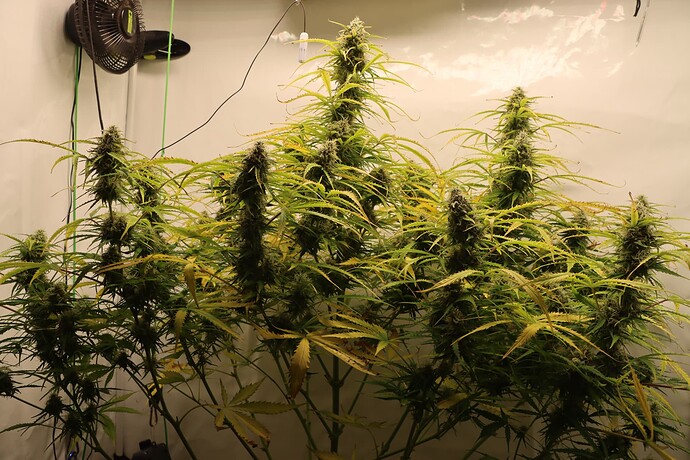 Growreport Bild 2