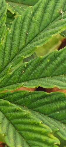 Growreport Bild 23