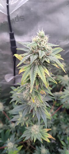 IMG_20250228_101544433
