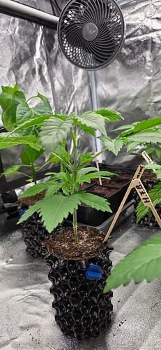 Growreport Bild 6