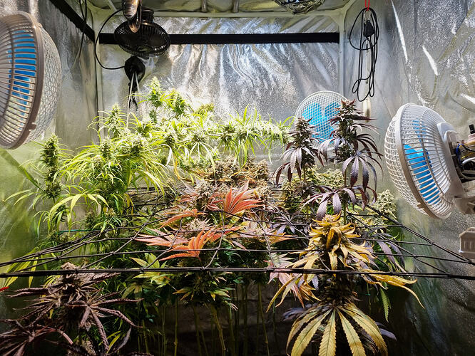 Mehrere Cannabis-Pflanzen in der Blütephase in einem Zelt, beleuchtet von Ventilatoren und einer Lampe.