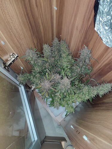 Growreport Bild 19