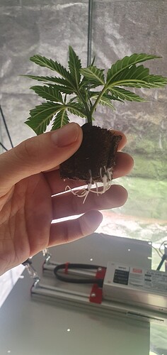 Growreport Bild 5