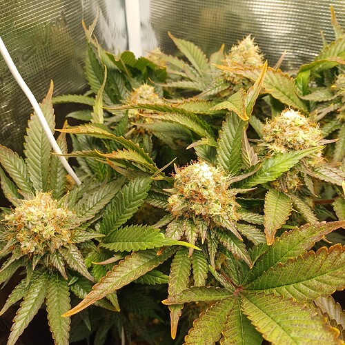 Growreport Bild 17