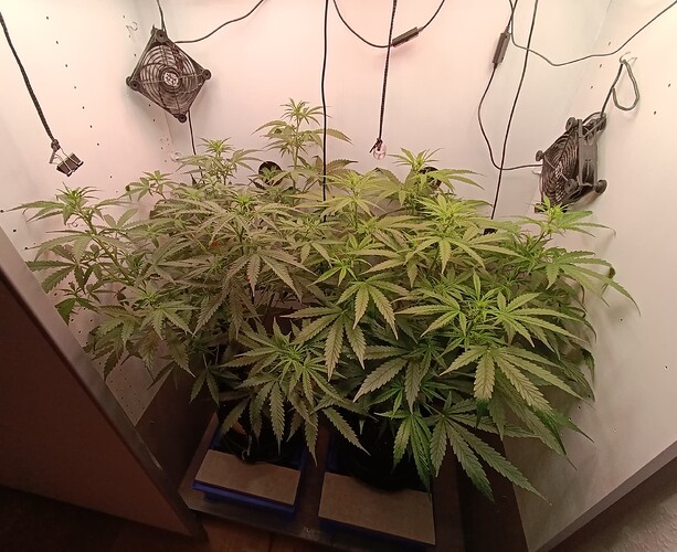 Growreport Bild 37