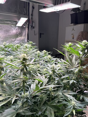 Growreport Bild 12