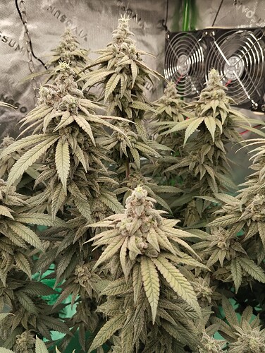 Growreport Bild 28