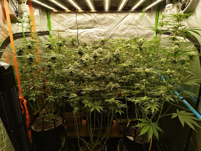 Mehrere Cannabis-Pflanzen in der Blütephase in einem Zelt unter LED-Beleuchtung.