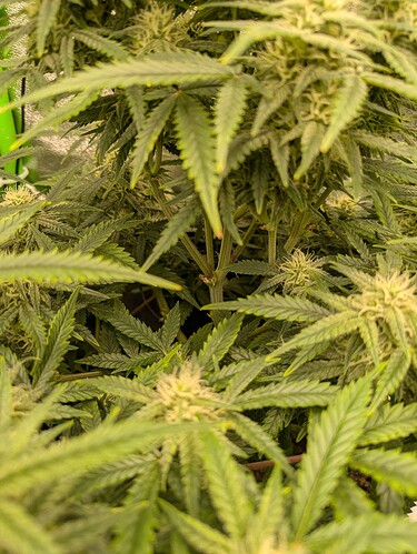Growreport Bild 25