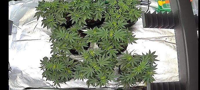 Growreport Bild 1