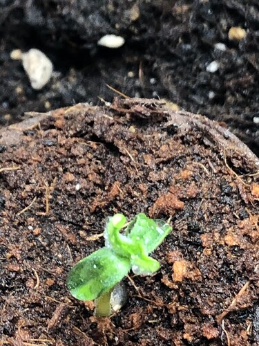 Growreport Bild 4
