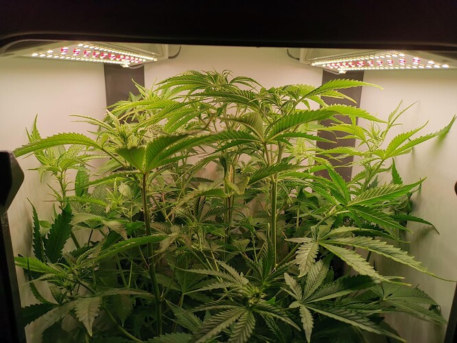 Growreport Bild 6