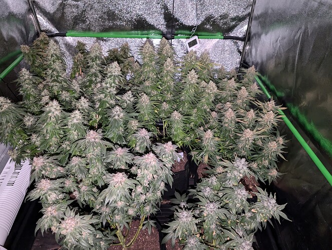Growreport Bild 1
