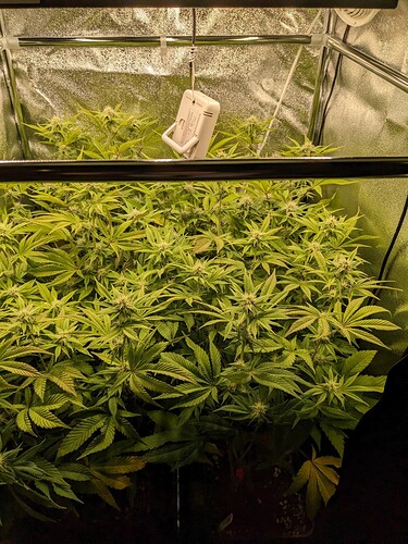 PXL_20240609_143508539