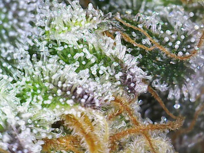 Growreport Bild 1