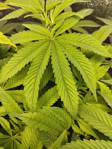 Growreport Bild 6