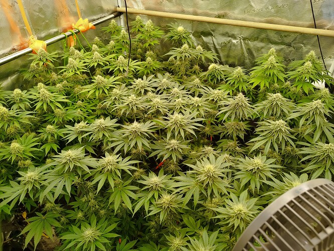 Growreport Bild 10